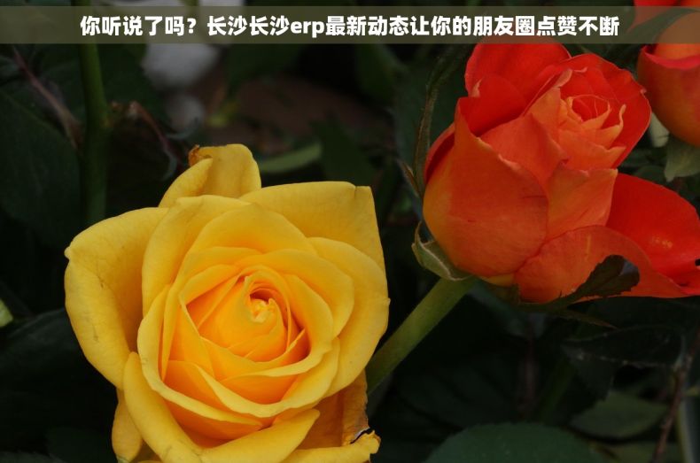 你听说了吗？长沙长沙erp最新动态让你的朋友圈点赞不断