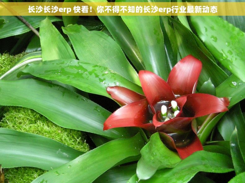 长沙长沙erp 快看！你不得不知的长沙erp行业最新动态