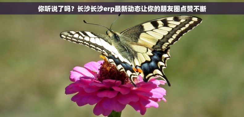 你听说了吗？长沙长沙erp最新动态让你的朋友圈点赞不断
