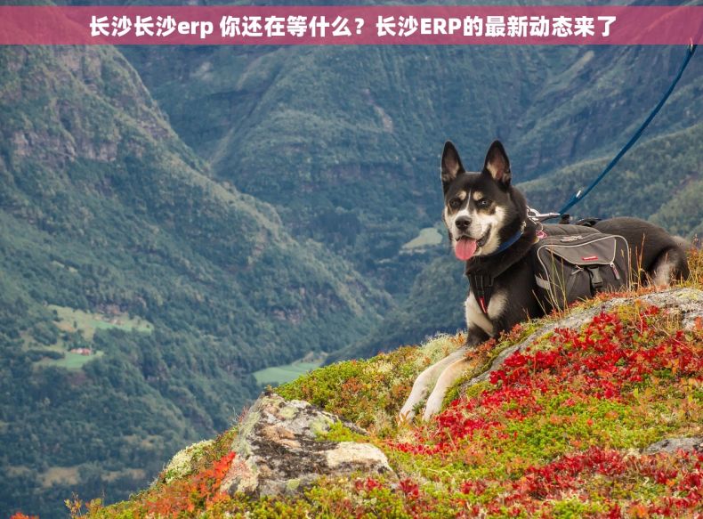 长沙长沙erp 你还在等什么？长沙ERP的最新动态来了