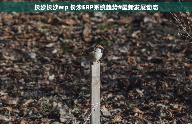 长沙长沙erp 长沙ERP系统趋势#最新发展动态