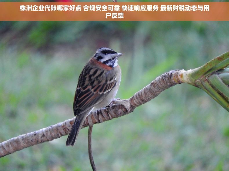 株洲企业代账哪家好点 合规安全可靠 快速响应服务 最新财税动态与用户反馈