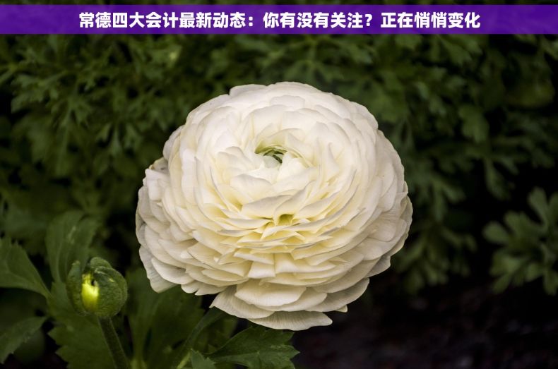 常德四大会计最新动态：你有没有关注？正在悄悄变化