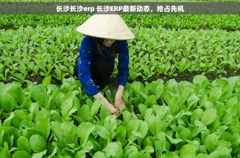 长沙长沙erp 长沙ERP最新动态，抢占先机