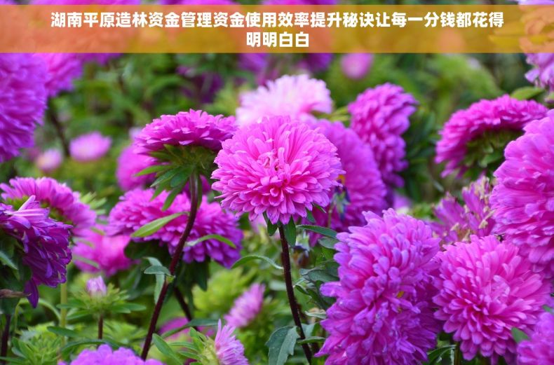 湖南平原造林资金管理资金使用效率提升秘诀让每一分钱都花得明明白白