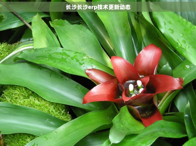 长沙长沙erp技术更新动态