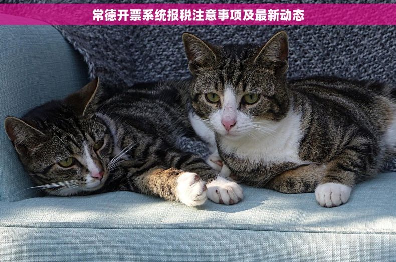 常德开票系统报税注意事项及最新动态