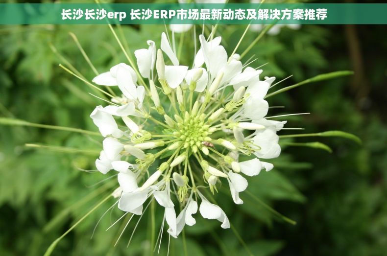 长沙长沙erp 长沙ERP市场最新动态及解决方案推荐