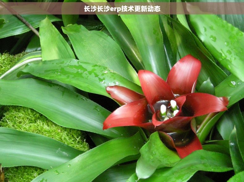 长沙长沙erp技术更新动态