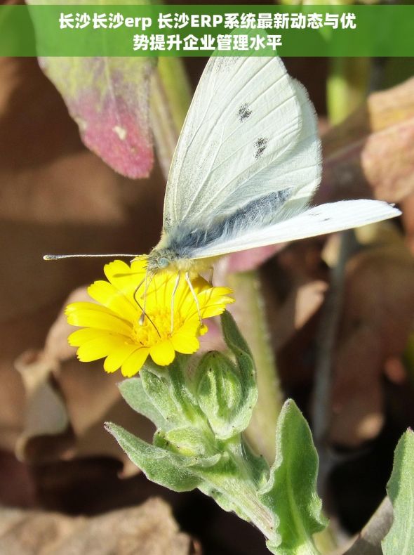 长沙长沙erp 长沙ERP系统最新动态与优势提升企业管理水平