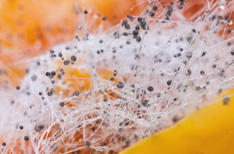 湖南粮食出入库食品安全监管与风险防控动态 湖南粮食出入库食品安全监管与风险防控动态