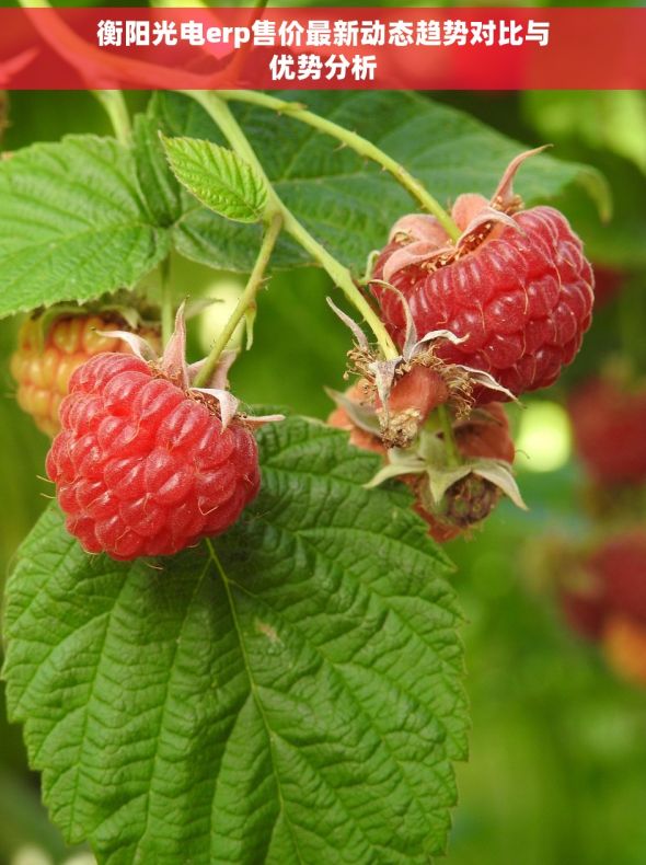 衡阳光电erp售价最新动态趋势对比与优势分析 衡阳光电erp售价最新动态趋势对比与优势分析